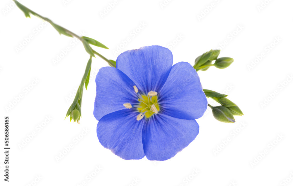 Fototapeta premium flax flower isolated