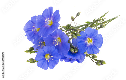 flax flower isolated