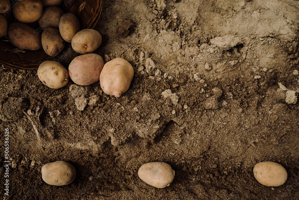 planting potato tubers in the ground, preparing for the garden season 4 planting potato tubers in the ground, preparing for the garden season 4