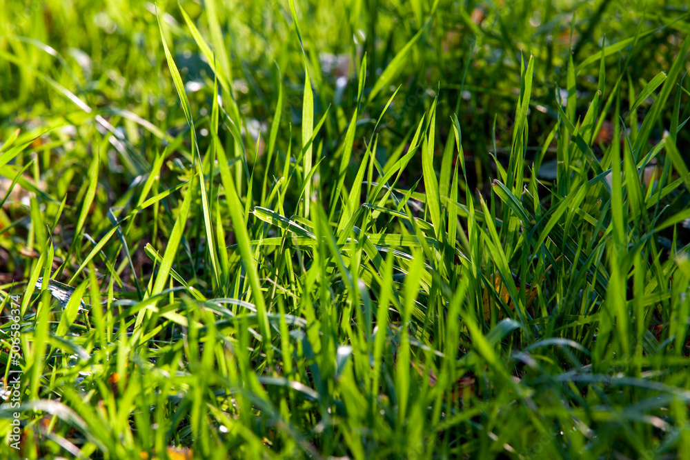 Obraz premium part of the field where green grass grows