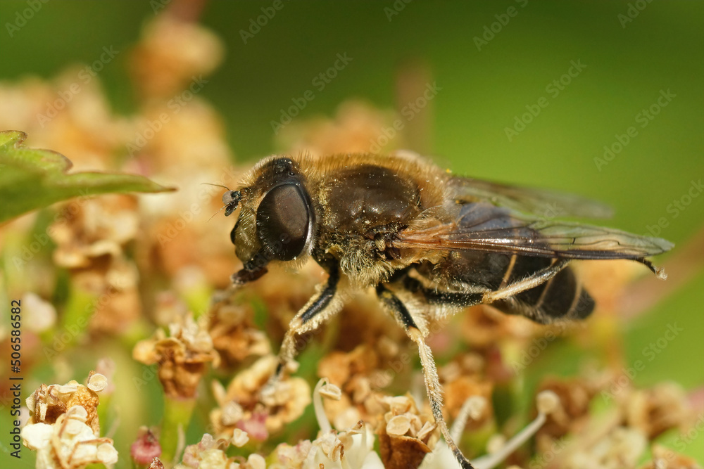 Detailed closeup on an orange spined drone fly, Eristalis nemorum Detailed closeup on an orange spined drone fly, Eristalis nemorum