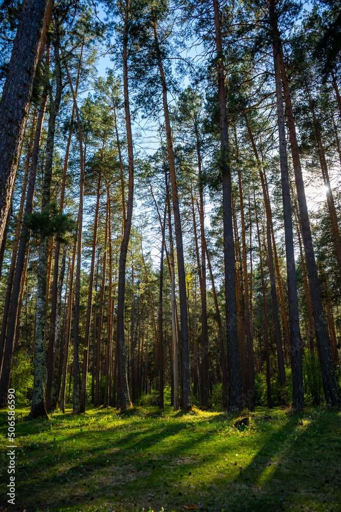Forest with fir, spruce and pine in the Russian taiga of Gorny Altai, South Siberia, Russia Forest with fir, spruce and pine in the Russian taiga of Gorny Altai, South Siberia, Russia