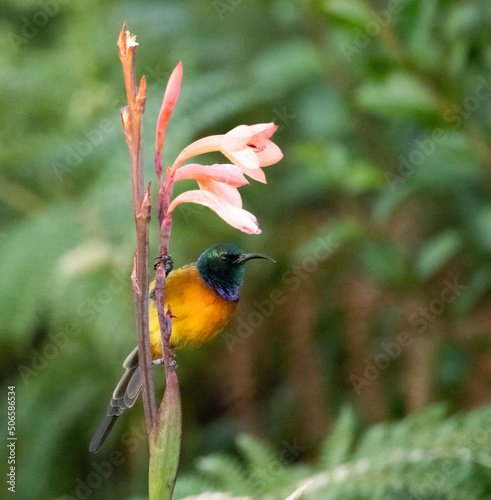 Orange Breasted Sunbird