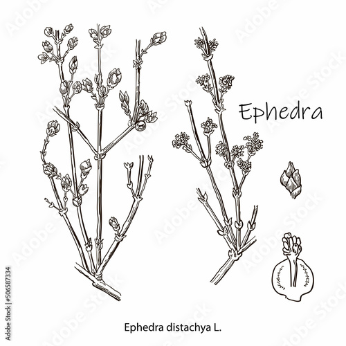 Ephedra branch of Chinese ephedra with leaves and berries. Cosmetics and medical plant. Vector hand drawn illustration.