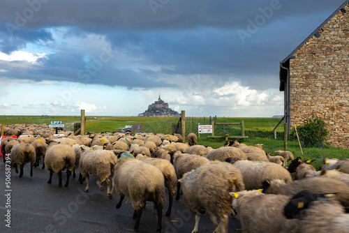 Fototapeta A flock of sheep is herded to the grassland where Mont Saint-Michel is in a distance background
