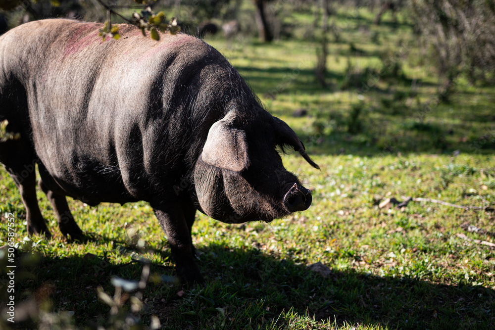 Fototapeta premium Cerdo ibérico