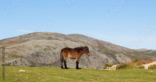 Wild horse at the mountains