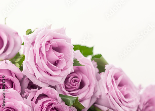 Delicate blooming pink flowers, festive background of blooming roses with a copy of the space