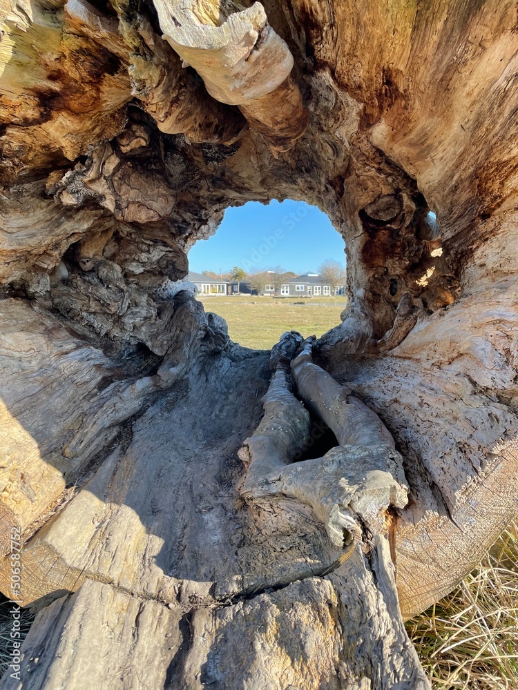 Obraz premium Background the park inside tree trunk. Outdoors