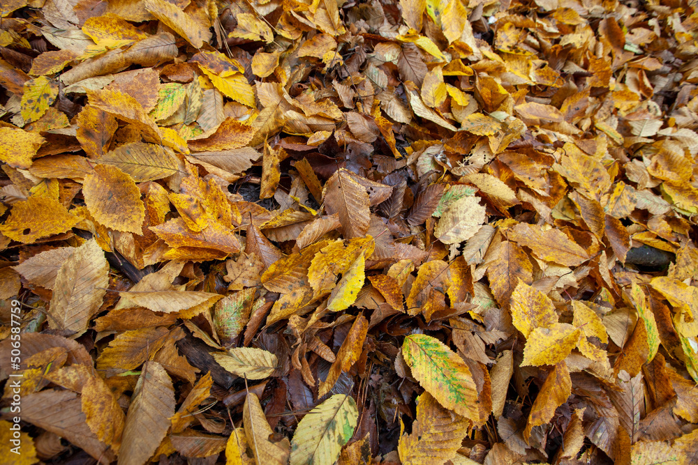 fallen foliage in autumn during leaf fall in cloudy weather fallen foliage in autumn during leaf fall in cloudy weather