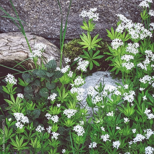 Blühender Waldmeister 
