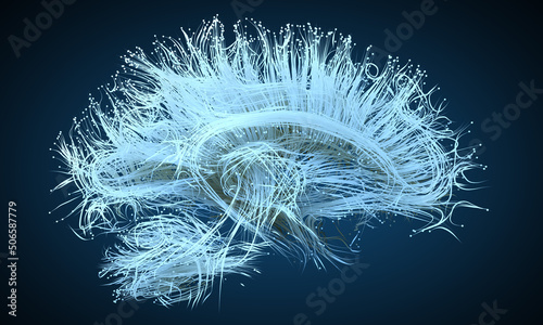 Human brain nerve tracts, illustration photo