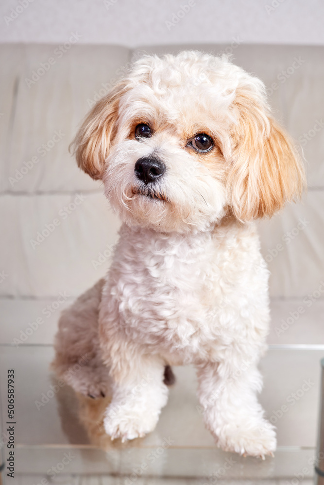 Portrait of a beige Maltipoo puppy stands on a glass table in the room Portrait of a beige Maltipoo puppy stands on a glass table in the room