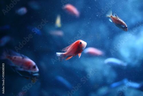 Fototapeta Naklejka Na Ścianę i Meble -  fish in aquarium
