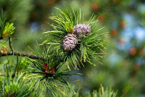 cones and blossom from a swiss stone pine - pinus cembra -  at a sunny spring morning on the mountains