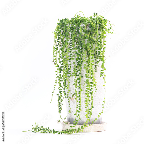 観葉植物、グリーンネックレスの鉢植え【白背景】