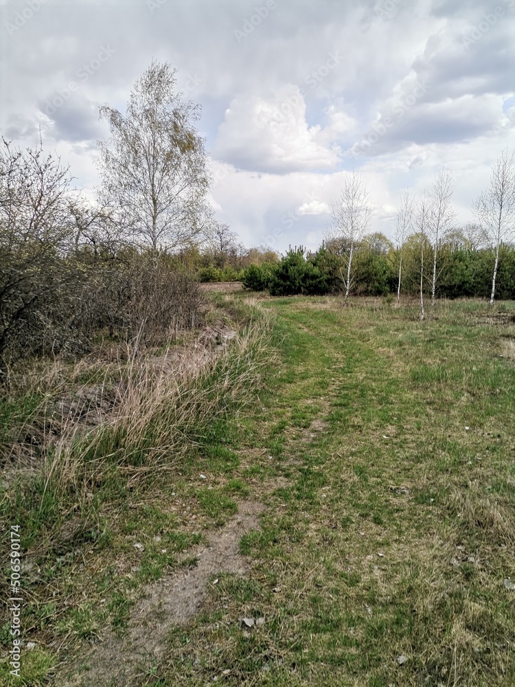 Obraz premium Thickets along the field...