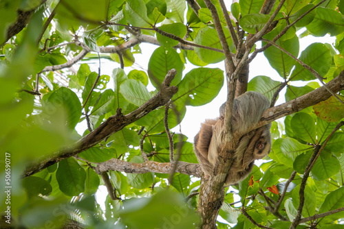 Baby sloth cuddles with mama sloth on a tree, two-toed sloth with long brown, grey hair, the slowest animals in the world, Cahuita National Park, Costa Rica