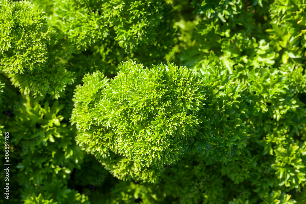 green parsley on the field in the summer season