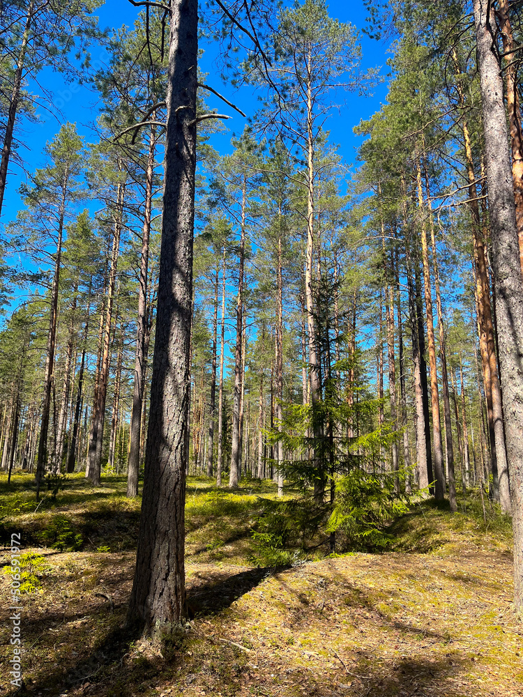 Fototapeta premium Wild dry forest, pine trees, fir trees, forest background, no people 