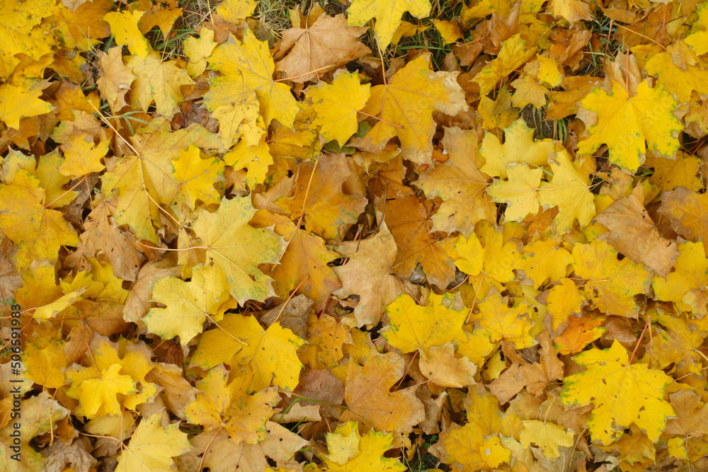 Cover of yellow fallen leaves of maple on the ground in October