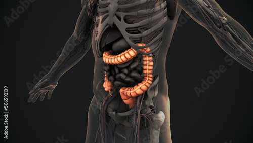 Human large intestine anatomy photo