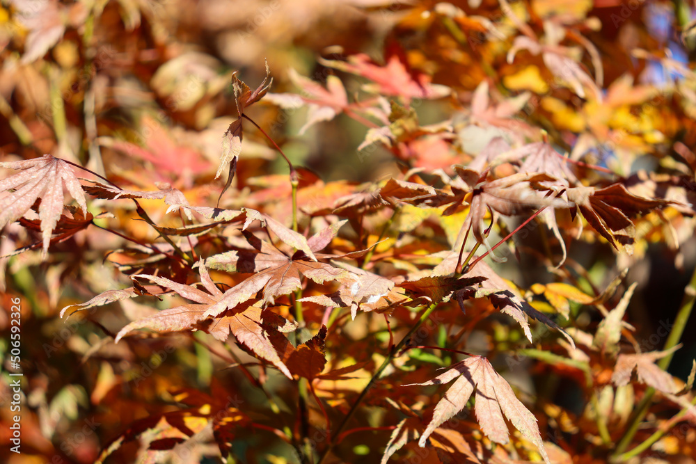 autumn leaves background autumn leaves background