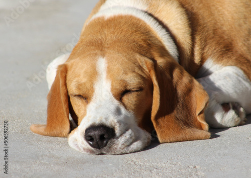 Sleeping Beagle