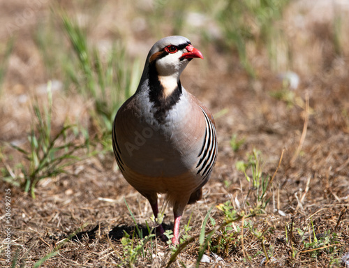 Chukka Partridge