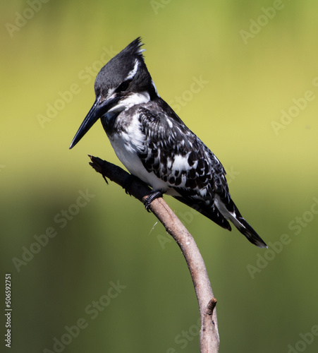 Pied Kingfisher
