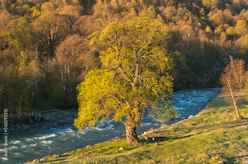 A tree is beautifully lit by the morning sun on the bank of the mountain river