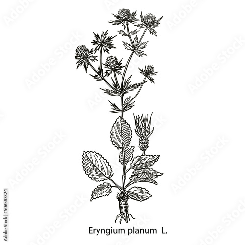 drawing picture isolate on white background, eryngium field plant, thistle, sketch, hand drawn digital vector illustration