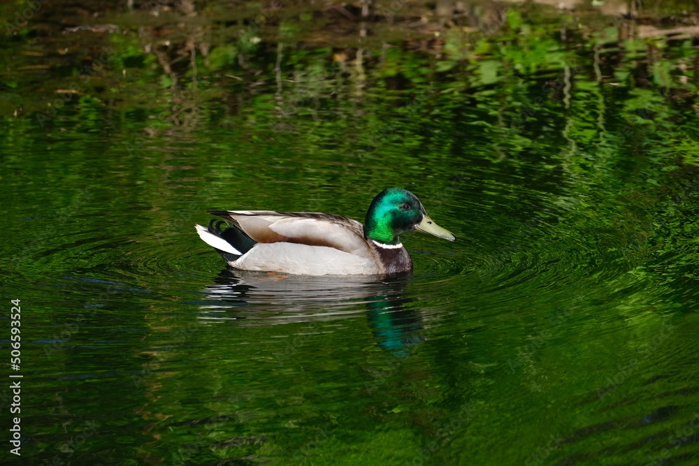 BIRD DUCK DRAKE FLOATING ON A FOREST LAKE BIRD DUCK DRAKE FLOATING ON A FOREST LAKE