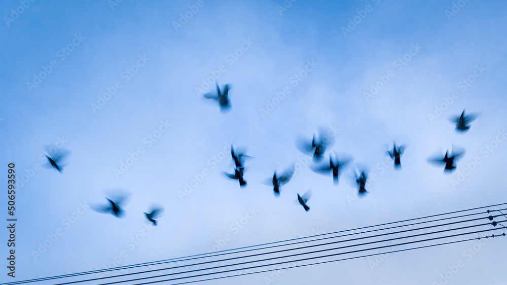 Birds flying away from the power lines. Image captured using slow shutter speed for motion blur. Birds flying away from the power lines. Image captured using slow shutter speed for motion blur.