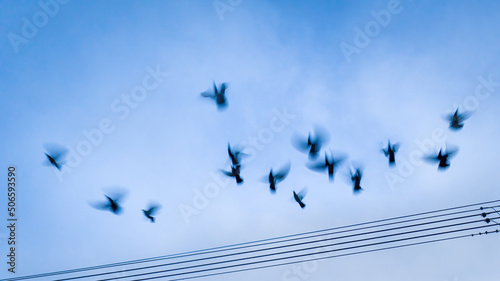 Birds flying away from the power lines. Image captured using slow shutter speed for motion blur.