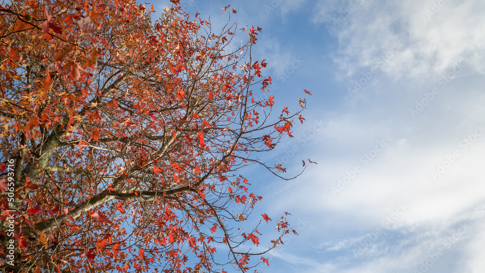 Red autumn tree against a sunny blue sky with white clouds Red autumn tree against a sunny blue sky with white clouds