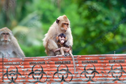 Photography mother female monkey sits on a wall with her infant baby monkey looking scared w
