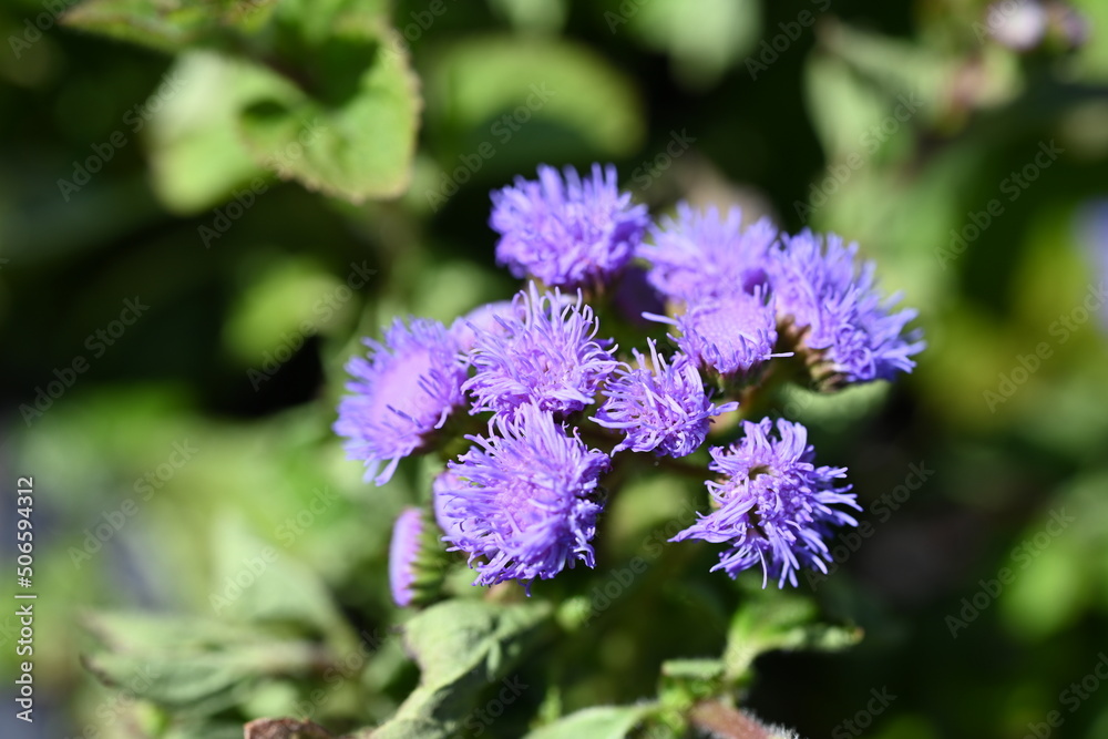 Ageratum houstonianum, commonly known as flossflower, bluemink, blueweed, pussy foot or Mexican paintbrush, is a cool-season annual plant often grown as bedding in gardens.