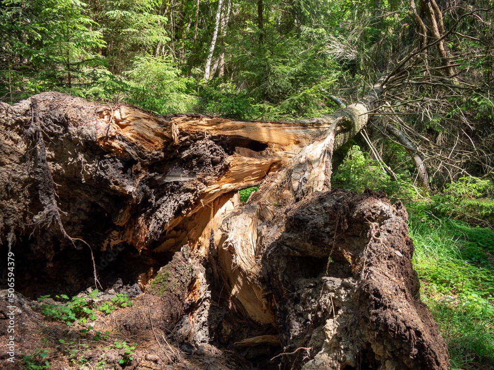 umgestürzter Baum nach einem Sturm umgestürzter Baum nach einem Sturm
