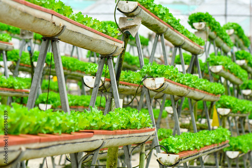 Modern farming using rack to save space