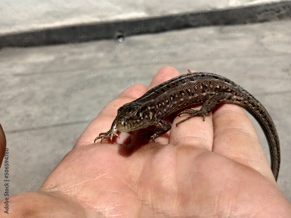 lizard in hand lizard in hand
