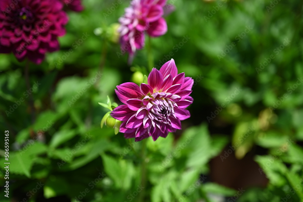 Dahlia flower red, mature and magnificent closeup. Dahlia flower red, mature and magnificent closeup.