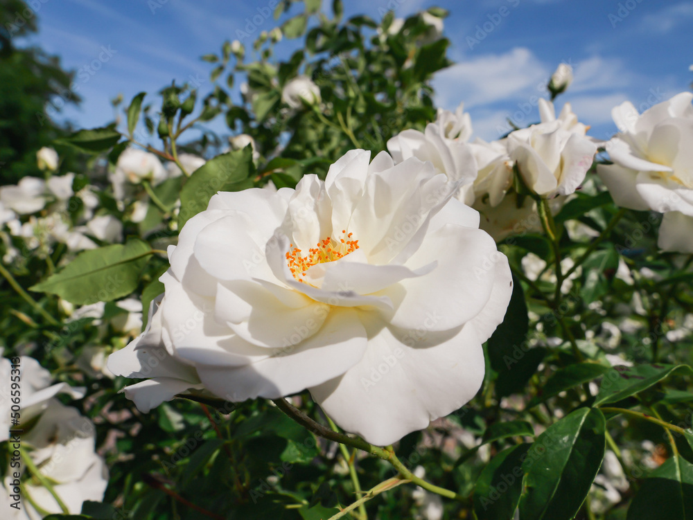 Fototapeta premium White blossom