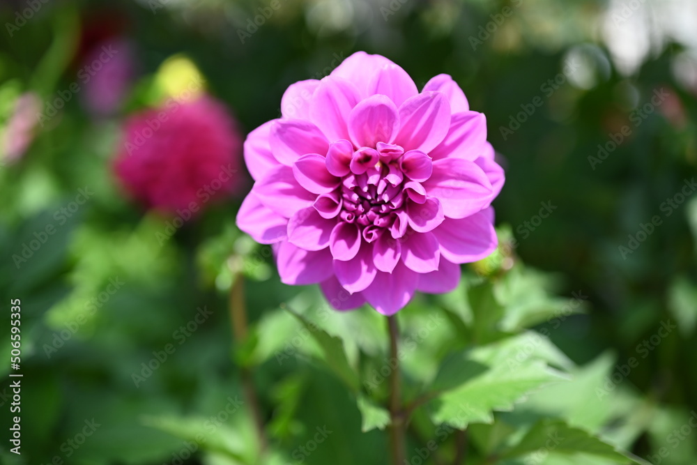 Dahlia is a genus of bushy, tuberous, herbaceous perennial plants native to Mexico and Central America. A member of the Compositae family of dicotyledonous plants, its garden relatives thus include th Dahlia is a genus of bushy, tuberous, herbaceous perennial plants native to Mexico and Central America. A member of the Compositae family of dicotyledonous plants, its garden relatives thus include th