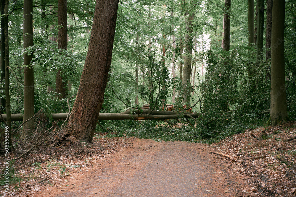 Closeup of a fallen tree in the forest with a cracked tree trunk after a heavy storm in Europe Closeup of a fallen tree in the forest with a cracked tree trunk after a heavy storm in Europe