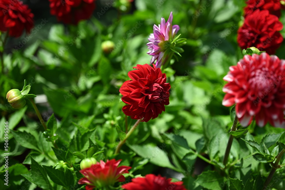 Dahlia is a genus of bushy, tuberous, herbaceous perennial plants native to Mexico and Central America. A member of the Compositae family of dicotyledonous plants, its garden relatives thus include th Dahlia is a genus of bushy, tuberous, herbaceous perennial plants native to Mexico and Central America. A member of the Compositae family of dicotyledonous plants, its garden relatives thus include th