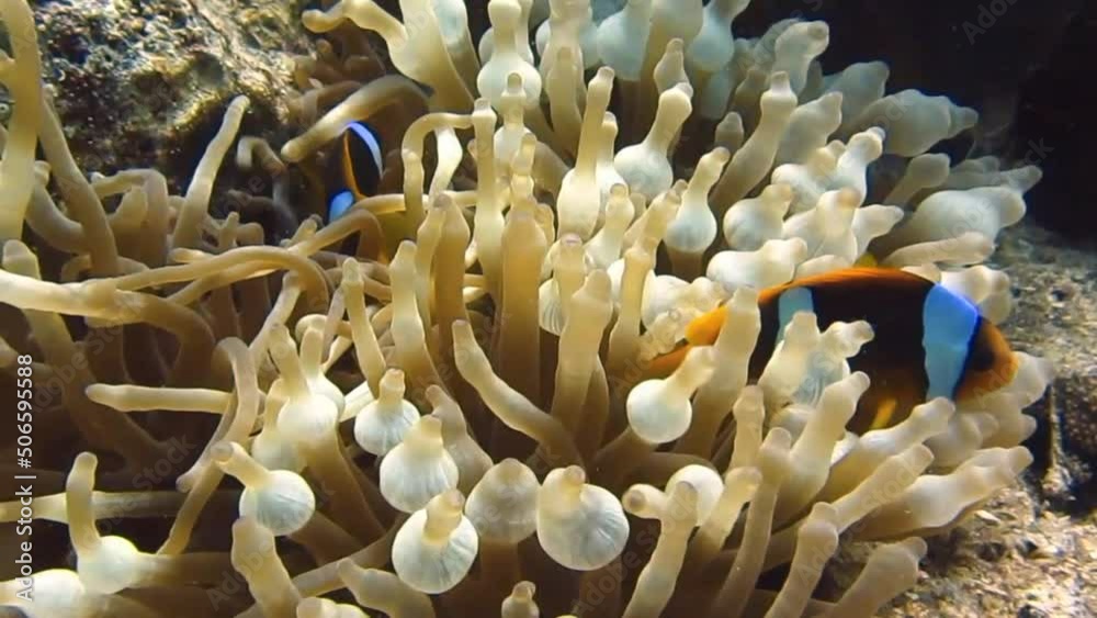 clownfish of the red sea