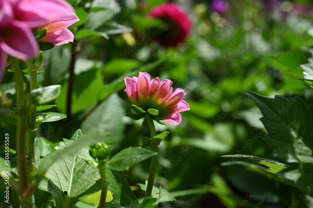 Dahlia is a genus of bushy, tuberous, herbaceous perennial plants native to Mexico and Central America. A member of the Compositae family of dicotyledonous plants, its garden relatives thus include th Dahlia is a genus of bushy, tuberous, herbaceous perennial plants native to Mexico and Central America. A member of the Compositae family of dicotyledonous plants, its garden relatives thus include th