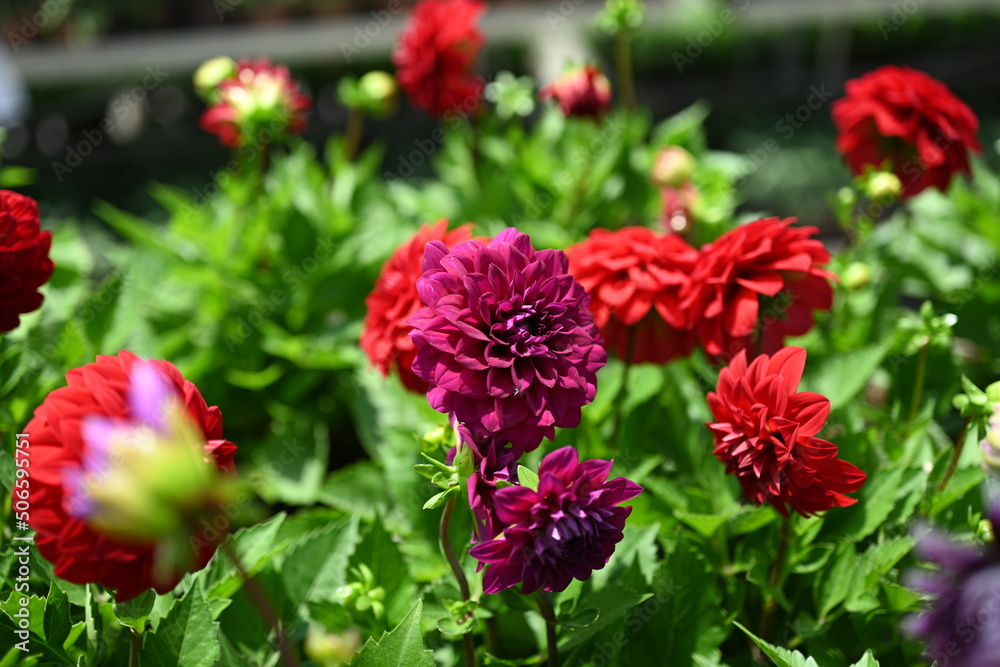 Dahlia is a genus of bushy, tuberous, herbaceous perennial plants native to Mexico and Central America. A member of the Compositae family of dicotyledonous plants, its garden relatives thus include th Dahlia is a genus of bushy, tuberous, herbaceous perennial plants native to Mexico and Central America. A member of the Compositae family of dicotyledonous plants, its garden relatives thus include th