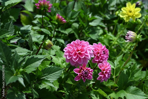 Fototapeta Naklejka Na Ścianę i Meble -  Dahlia is a genus of bushy, tuberous, herbaceous perennial plants native to Mexico and Central America. A member of the Compositae family of dicotyledonous plants, its garden relatives thus include th